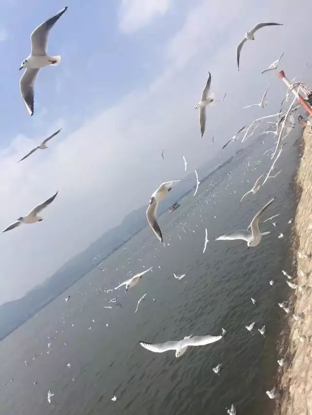 想变成一只海鸥